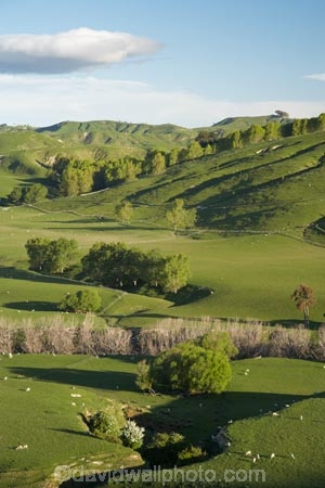 agricultural;agriculture;country;countryside;farm;farming;farmland;farms;field;fields;Fresh;green;grow;Growth;island;Lower-North-Island;lush;masterton;meadow;meadows;N.I.;N.Z.;near;new;new-zealand;NI;north;North-Is;north-is.;north-island;NZ;o8l6555;paddock;paddocks;pasture;pastures;rural;season;seasonal;seasons;spring;springtime;Tauweru;wairarapa;zealand