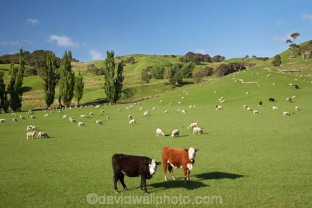 agricultural;agriculture;and;cattle;country;countryside;cow;cows;farm;farming;farmland;farms;field;fields;Fresh;green;grow;Growth;island;Livestock;Lower-North-Island;lush;masterton;meadow;meadows;N.I.;N.Z.;near;new;new-zealand;NI;north;North-Is;north-is.;north-island;NZ;o8l0923;paddock;paddocks;pasture;pastures;rural;season;seasonal;seasons;sheep;spring;springtime;stock;Tinui;wairarapa;zealand