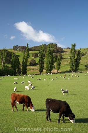 agricultural;agriculture;and;cattle;country;countryside;cow;cows;farm;farming;farmland;farms;field;fields;Fresh;green;grow;Growth;island;Livestock;Lower-North-Island;lush;masterton;meadow;meadows;N.I.;N.Z.;near;new;new-zealand;NI;north;North-Is;north-is.;north-island;NZ;o8l0943;paddock;paddocks;pasture;pastures;rural;season;seasonal;seasons;sheep;spring;springtime;stock;Tinui;wairarapa;zealand
