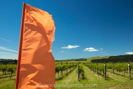 agricultural;agriculture;country;countryside;crop;crops;cultivation;farm;farming;farmland;farms;field;fields;grape;grapes;grapevine;grapevines;horticulture;Lower-North-Island;Luna-Estate-Vineyard;Luna-Vineyard;Martinborough;meadow;meadows;N.I.;N.Z.;New-Zealand;NI;North-Is;North-Island;NZ;paddock;paddocks;pasture;pastures;row;rows;rural;vine;vines;vineyard;vineyards;Wairarapa;wine;wineries;winery;wines