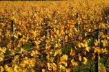 agricultural;agriculture;autuminal;autumn;autumn-colour;autumn-colours;autumnal;color;colors;colour;colours;country;countryside;crop;crops;cultivation;deciduous;fall;farm;farming;farmland;farms;field;fields;grape;grapes;grapevine;horticulture;leaf;leaves;Martinborough;Martinborough-Wineries;Martinborough-Winery;Martins-Road-Vineyard;N.I.;N.Z.;New-Zealand;NI;North-Island;NZ;orange;row;rows;rural;season;seasonal;seasons;Te-Kairanga-Vineyard;Te-Kairanga-Vineyards;Te-Kairanga-Wines;tree;trees;vine;vines;vineyard;vineyards;vintage;Wairarapa;wine;wineries;winery;wines;yellow