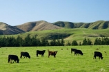 agricultural;agriculture;cattle;country;countryside;cows;farm;farming;farmland;farms;field;fields;meadow;meadows;N.I.;N.Z.;New-Zealand;NI;North-Island;NZ;paddock;paddocks;pasture;pastures;rural;Wairarapa