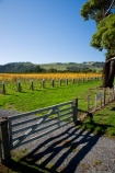 agricultural;agriculture;autuminal;autumn;autumn-colour;autumn-colours;autumnal;color;colors;colour;colours;country;countryside;crop;crops;cultivation;deciduous;fall;farm;farming;farmland;farms;field;fields;grape;grapes;grapevine;horticulture;Kotinga-Vineyard;Kotinga-Vineyards;leaf;leaves;Martinborough;Martinborough-Wineries;Martinborough-Winery;N.I.;N.Z.;New-Zealand;NI;North-Island;NZ;orange;Puruatanga-Road;row;rows;rural;season;seasonal;seasons;tree;trees;vine;vines;vineyard;vineyards;vintage;Wairarapa;wine;wineries;winery;wines;yellow
