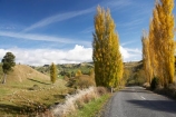 autuminal;autumn;autumn-colour;autumn-colours;autumnal;Central-North-Island;Central-Plateau;color;colors;colour;colours;deciduous;driving;fall;leaf;leaves;N.I.;N.Z.;New-Zealand;NI;North-Island;NZ;open-road;open-roads;poplar;poplar-tree;poplar-trees;poplars;Rangitikei-District;Rangiwaea-Junction;road;road-trip;roads;Ruapehu-District;season;seasonal;seasons;transport;transportation;travel;traveling;travelling;tree;trees;trip;Waiouru