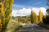 autuminal;autumn;autumn-colour;autumn-colours;autumnal;Central-North-Island;Central-Plateau;centre-line;centre-lines;centre_line;centre_lines;centreline;centrelines;color;colors;colour;colours;deciduous;driving;fall;leaf;leaves;N.I.;N.Z.;New-Zealand;NI;North-Island;NZ;open-road;open-roads;poplar;poplar-tree;poplar-trees;poplars;Rangitikei-District;Rangiwaea-Junction;road;road-trip;roads;Ruapehu-District;season;seasonal;seasons;transport;transportation;travel;traveling;travelling;tree;trees;trip;Waiouru