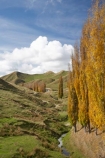 agricultural;agriculture;autuminal;autumn;autumn-colour;autumn-colours;autumnal;Central-North-Island;color;colors;colour;colours;country;countryside;deciduous;fall;farm;farming;farmland;farms;field;fields;leaf;leaves;meadow;meadows;N.I.;N.Z.;New-Zealand;NI;North-Island;NZ;paddock;paddocks;pasture;pastures;poplar;poplar-tree;poplar-trees;poplars;Rangitikei-District;rural;season;seasonal;seasons;tree;trees