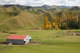 agricultural;agriculture;autuminal;autumn;autumn-colour;autumn-colours;autumnal;Central-North-Island;color;colors;colour;colours;country;countryside;deciduous;fall;farm;Farm-Building;Farm-Buildings;Farm-Shed;Farm-Sheds;farming;farmland;farms;field;fields;leaf;leaves;meadow;meadows;N.I.;N.Z.;New-Zealand;NI;North-Island;NZ;paddock;paddocks;pasture;pastures;poplar;poplar-tree;poplar-trees;poplars;Rangitikei-District;Ruanui;rural;season;seasonal;seasons;Shearing-Shed;Shearing-Sheds;sheep;Sheep-Shed;Sheep-Sheds;stock;tree;trees;Wool-Shed;Wool-Sheds
