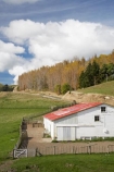 agricultural;agriculture;autuminal;autumn;autumn-colour;autumn-colours;autumnal;Central-North-Island;color;colors;colour;colours;country;countryside;deciduous;fall;farm;Farm-Building;Farm-Buildings;Farm-Shed;Farm-Sheds;farming;farmland;farms;field;fields;leaf;leaves;Mataroa;meadow;meadows;N.I.;N.Z.;near-Taihape;New-Zealand;NI;North-Island;NZ;paddock;paddocks;pasture;pastures;Rangitikei-District;rural;season;seasonal;seasons;Shearing-Shed;Shearing-Sheds;Sheep-Shed;Sheep-Sheds;tree;trees;Wool-Shed;Wool-Sheds