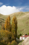 agricultural;agriculture;autuminal;autumn;autumn-colour;autumn-colours;autumnal;Central-North-Island;color;colors;colour;colours;country;countryside;deciduous;fall;farm;Farm-Building;Farm-Buildings;Farm-Shed;Farm-Sheds;farming;farmland;farms;field;fields;leaf;leaves;meadow;meadows;N.I.;N.Z.;Napier-_-Taihape-Road;New-Zealand;NI;North-Island;NZ;paddock;paddocks;pasture;pastures;poplar;poplar-tree;poplar-trees;poplars;Rangitikei-District;rural;season;seasonal;seasons;Shearing-Shed;Shearing-Sheds;Sheep-Shed;Sheep-Sheds;Taihape;tree;trees;Wool-Shed;Wool-Sheds