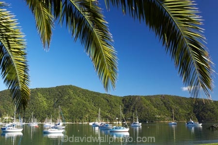boat;boats;calm;calmness;fishing-boats;harbor;harbors;harbour;harbours;hull;hulls;launch;launches;marina;marinas;Marlborough;Marlborough-Sounds;mast;masts;moor;mooring;moorings;New-Zealand;palm;palm-tree;palm-trees;palms;peaceful;peacefulness;phoenix-palm;phoenix-palm-tree;phoenix-palm-trees;phoenix-palms;Picton;port;ports;Queen-Charlotte-Sound;reflection;reflections;sail;sailing;South-Island;still;stillness;tranquil;tranquility;Waikawa;Waikawa-Bay;yacht;yachts