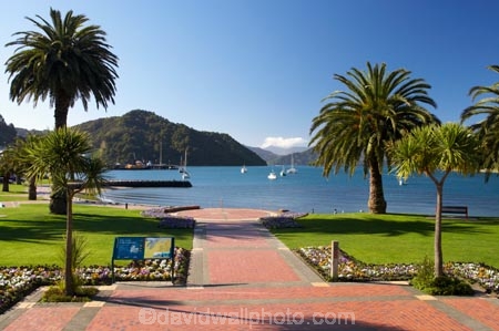 Marlborough;Marlborough-Sounds;New-Zealand;palm;palm-tree;palm-trees;palms;phoenix-palm;phoenix-palm-tree;phoenix-palm-trees;phoenix-palms;Picton;Queen-Charlotte-Sound;South-Island
