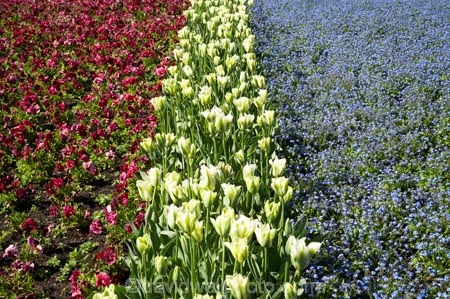 Blenheim;bloom;blooming;blooms;Botanic-Garden;Botanic-Gardens;Botanical-Garden;Botanical-Gardens;conifer;conifers;flower;flowers;forget-me-nots;forget_me_nots;fresh;grow;growth;Marlborough;N.Z.;New-Zealand;NZ;Pollard-Park;polyanthus;renew;S.I.;season;seasonal;seasons;SI;South-Is.;South-Island;spring;springtime;tulip;tulips