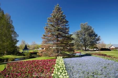 Blenheim;bloom;blooming;blooms;Botanic-Garden;Botanic-Gardens;Botanical-Garden;Botanical-Gardens;conifer;conifers;flower;flowers;forget-me-nots;forget_me_nots;fresh;grow;growth;Marlborough;N.Z.;New-Zealand;NZ;Pollard-Park;polyanthus;renew;S.I.;season;seasonal;seasons;SI;South-Is.;South-Island;spring;springtime;tulip;tulips