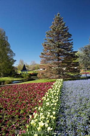 Blenheim;bloom;blooming;blooms;Botanic-Garden;Botanic-Gardens;Botanical-Garden;Botanical-Gardens;conifer;conifers;flower;flowers;forget-me-nots;forget_me_nots;fresh;grow;growth;Marlborough;N.Z.;New-Zealand;NZ;Pollard-Park;polyanthus;renew;S.I.;season;seasonal;seasons;SI;South-Is.;South-Island;spring;springtime;tulip;tulips