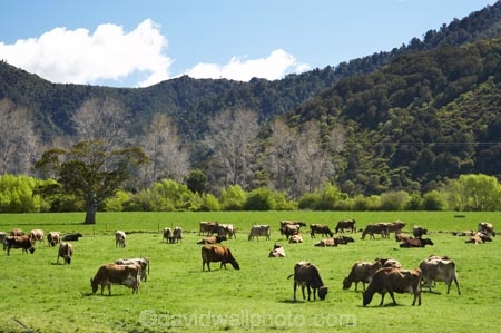 agricultural;agriculture;animal;animals;Brown-Cow;Brown-Cows;cattle;country;countryside;cow;cows;dairy;dairy-cow;dairy-cows;dairy-farm;dairy-farms;farm;farming;farmland;farms;field;fields;grass;grassy;Havelock;Herbivore;Herbivores;Herbivorous;horticulture;Livestock;mammal;mammals;Marlborough;meadow;meadows;N.Z.;New-Zealand;NZ;paddock;paddocks;pasture;pastures;rural;S.I.;SI;South-Is.;South-Island;stock
