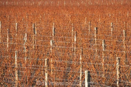 agricultural;agriculture;country;countryside;crop;crops;cultivation;farm;farming;farmland;farms;field;fields;grape;grapes;grapevine;horticulture;Marlborough;N.Z.;New-Zealand;NZ;posts;row;rows;rural;S.I.;SI;South-Is;South-Island;vine;vines;vineyard;vineyards;vintage;wine;wineries;winery;wines;winter