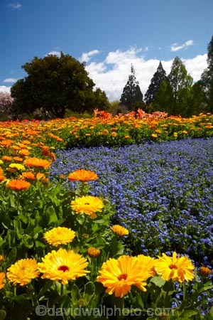 Blenheim;bloom;blooming;blooms;Botanic-Garden;Botanic-Gardens;Botanical-Garden;Botanical-Gardens;floral;flower;flower-beds;flower-garden;flower-gardens;flowers;fresh;grow;growth;Marlborough;N.Z.;New-Zealand;NZ;orange;park;parks;Pollard-Park;renew;S.I.;season;seasonal;seasons;SI;South-Is;South-Is.;South-Island;spring;spring-time;spring_time;springtime;Sth-Is;violet;yellow