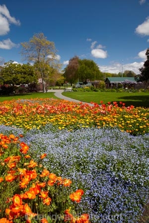 Blenheim;bloom;blooming;blooms;Botanic-Garden;Botanic-Gardens;Botanical-Garden;Botanical-Gardens;floral;flower;flower-beds;flower-garden;flower-gardens;flowers;fresh;grow;growth;Marlborough;N.Z.;New-Zealand;NZ;orange;park;parks;Pollard-Park;renew;S.I.;season;seasonal;seasons;SI;South-Is;South-Is.;South-Island;spring;spring-time;spring_time;springtime;Sth-Is;violet