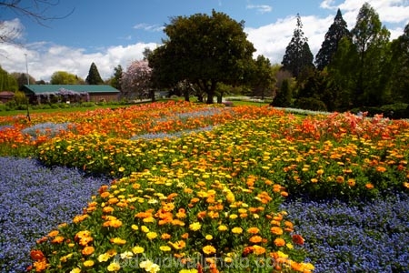Blenheim;bloom;blooming;blooms;Botanic-Garden;Botanic-Gardens;Botanical-Garden;Botanical-Gardens;floral;flower;flower-beds;flower-garden;flower-gardens;flowers;fresh;grow;growth;Marlborough;N.Z.;New-Zealand;NZ;orange;park;parks;Pollard-Park;renew;S.I.;season;seasonal;seasons;SI;South-Is;South-Is.;South-Island;spring;spring-time;spring_time;springtime;Sth-Is;violet;yellow