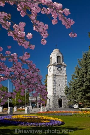 Blenheim;bloom;blooming;blooms;blossom;blossoming;blossoms;clock-tower;floral;flower;flower-beds;flower-garden;flower-gardens;flowers;fresh;grow;growth;heritage;historic;historic-place;historic-places;historic-site;historic-sites;historical;historical-place;historical-places;historical-site;historical-sites;history;Marlborough;memorial-clock-tower;N.Z.;New-Zealand;NZ;old;park;parks;pink-blossom;renew;S.I.;season;seasonal;seasons;Seymore-Sq;Seymore-Square;Seymour-Square;SI;South-Is;South-Is.;South-Island;spring;spring-time;spring_time;springtime;Sth-Is;tradition;traditional;war-memorial-clock-tower