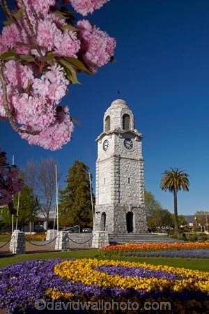 Blenheim;bloom;blooming;blooms;blossom;blossoming;blossoms;clock-tower;floral;flower;flower-beds;flower-garden;flower-gardens;flowers;fresh;grow;growth;heritage;historic;historic-place;historic-places;historic-site;historic-sites;historical;historical-place;historical-places;historical-site;historical-sites;history;Marlborough;memorial-clock-tower;N.Z.;New-Zealand;NZ;old;park;parks;pink-blossom;renew;S.I.;season;seasonal;seasons;Seymore-Sq;Seymore-Square;Seymour-Square;SI;South-Is;South-Is.;South-Island;spring;spring-time;spring_time;springtime;Sth-Is;tradition;traditional;war-memorial-clock-tower;yellow