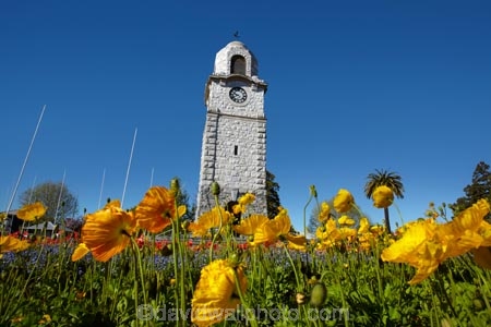 Blenheim;bloom;blooming;blooms;blossom;blossoming;blossoms;clock-tower;floral;flower;flower-beds;flower-garden;flower-gardens;flowers;fresh;grow;growth;heritage;historic;historic-place;historic-places;historic-site;historic-sites;historical;historical-place;historical-places;historical-site;historical-sites;history;Marlborough;memorial-clock-tower;N.Z.;New-Zealand;NZ;old;park;parks;renew;S.I.;season;seasonal;seasons;Seymore-Sq;Seymore-Square;Seymour-Square;SI;South-Is;South-Is.;South-Island;spring;spring-time;spring_time;springtime;Sth-Is;tradition;traditional;war-memorial-clock-tower;yellow