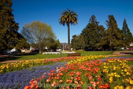 Blenheim;bloom;blooming;blooms;blossom;blossoming;blossoms;flower;flower-beds;flower-garden;flower-gardens;flowers;fresh;grow;growth;Marlborough;N.Z.;New-Zealand;NZ;orange;palm;palm-tree;palm-trees;palms;park;parks;renew;S.I.;season;seasonal;seasons;Seymore-Sq;Seymore-Square;Seymour-Square;SI;South-Is;South-Is.;South-Island;spring;spring-time;spring_time;springtime;Sth-Is;yellow