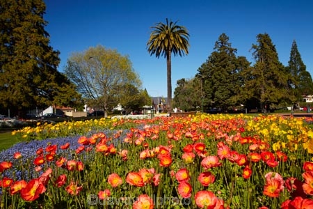 Blenheim;bloom;blooming;blooms;blossom;blossoming;blossoms;flower;flower-beds;flower-garden;flower-gardens;flowers;fresh;grow;growth;Marlborough;N.Z.;New-Zealand;NZ;orange;palm;palm-tree;palm-trees;palms;park;parks;renew;S.I.;season;seasonal;seasons;Seymore-Sq;Seymore-Square;Seymour-Square;SI;South-Is;South-Is.;South-Island;spring;spring-time;spring_time;springtime;Sth-Is;yellow