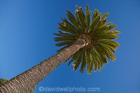 Blenheim;Marlborough;N.Z.;New-Zealand;NZ;palm;palm-tree;palm-trees;palms;S.I.;Seymour-Square;SI;South-Is;South-Island;Sth-Is