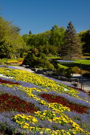 Blenheim;bloom;blooming;blooms;blossom;blossoming;blossoms;Botanic-Garden;Botanic-Gardens;Botanical-Garden;Botanical-Gardens;conifer;conifers;floral;flower;flower-beds;flower-garden;flower-gardens;flowers;fresh;grow;growth;lilac;Marlborough;mauve;N.Z.;New-Zealand;NZ;park;parks;Pollard-Park;purple;red;renew;S.I.;season;seasonal;seasons;SI;South-Is;South-Is.;South-Island;spring;spring-time;spring_time;springtime;Sth-Is;tree;trees;violet;yellow-flowers