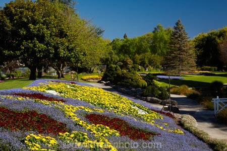 Blenheim;bloom;blooming;blooms;blossom;blossoming;blossoms;Botanic-Garden;Botanic-Gardens;Botanical-Garden;Botanical-Gardens;floral;flower;flower-beds;flower-garden;flower-gardens;flowers;fresh;grow;growth;lilac;Marlborough;mauve;N.Z.;New-Zealand;NZ;park;parks;Pollard-Park;purple;red;renew;S.I.;season;seasonal;seasons;SI;South-Is;South-Is.;South-Island;spring;spring-time;spring_time;springtime;Sth-Is;tree;trees;violet;yellow-flowers