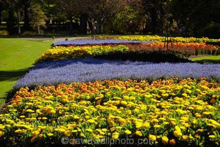 Blenheim;bloom;blooming;blooms;blossom;blossoming;blossoms;Botanic-Garden;Botanic-Gardens;Botanical-Garden;Botanical-Gardens;floral;flower;flower-beds;flower-garden;flower-gardens;flowers;fresh;grow;growth;lilac;Marlborough;mauve;N.Z.;New-Zealand;NZ;orange;park;parks;Pollard-Park;purple;renew;S.I.;season;seasonal;seasons;SI;South-Is;South-Is.;South-Island;spring;spring-time;spring_time;springtime;Sth-Is;violet;yellow-flowers