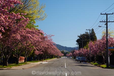 avenue;Blenheim;bloom;blooming;blooms;blossom;blossoming;blossoms;flower;flowers;fresh;grow;growth;Marlborough;N.Z.;New-Zealand;NZ;pink;pink-blossom;renew;S.I.;season;seasonal;seasons;SI;South-Is;South-Is.;South-Island;spring;spring-time;spring_time;springtime;Sth-Is