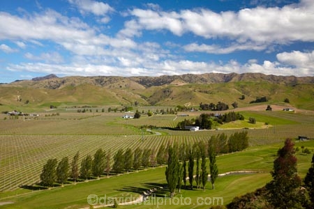 agricultural;agriculture;Blenheim;country;countryside;crop;crops;cultivation;fairway;fairways;farm;farming;farmland;farms;field;fields;golf-course;golf-courses;grape;grapes;grapevine;green;greens;horticulture;Marlborough;meadow;meadows;N.Z.;New-Zealand;NZ;paddock;paddocks;pasture;pastures;row;rows;rural;S.I.;SI;South-Is;South-Island;Sth-Is;vine;vines;vineyard;vineyards;vintage;wine;wineries;winery;wines