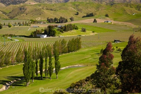 agricultural;agriculture;Blenheim;country;countryside;crop;crops;cultivation;fairway;fairways;farm;farming;farmland;farms;field;fields;golf-course;golf-courses;grape;grapes;grapevine;green;greens;horticulture;Marlborough;meadow;meadows;N.Z.;New-Zealand;NZ;paddock;paddocks;pasture;pastures;row;rows;rural;S.I.;SI;South-Is;South-Island;Sth-Is;vine;vines;vineyard;vineyards;vintage;wine;wineries;winery;wines