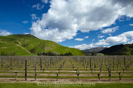 agricultural;agriculture;country;countryside;crop;crops;cultivation;farm;farming;farmland;farms;field;fields;grape;grapes;grapevine;horticulture;Marlborough;N.Z.;New-Zealand;NZ;Pioneer-Block-4-Sawcut;row;rows;rural;S.I.;Saint-Clair-Family-Estate;Saint-Clair-Vineyard;Sawcut-Block-4-vineyard;Sawcut-Vineyard;SI;South-Is;South-Is.;South-Island;Sth-Is;Ure-Valley;UreWaima-Valley;vine;vines;vineyard;vineyards;vintage;Waima-River-Valley;Waima-Valley;WaimaUre-Valley;wine;wineries;winery;wines