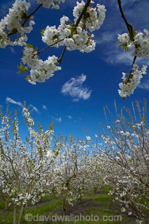 Blenheim;bloom;blooming;blooms;blossom;blossoming;blossoms;country;countryside;crop;crops;farm;farming;farmland;farms;field;flower;flowering;flowers;fresh;fruit;fruit-tree;fruit-trees;grow;growth;horticulture;Marlborough;N.Z.;New-Zealand;NZ;orchard;orchards;renew;row;rows;rural;S.I.;season;seasonal;seasons;SI;South-Is;South-Is.;South-Island;spring;Spring-blossom;spring-time;spring_time;springtime;Sth-Is;tree;trees;Westwood-Orchard