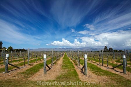 agricultural;agriculture;Blenheim;country;countryside;crop;crops;cultivation;farm;farming;farmland;farms;field;fields;grape;grapes;grapevine;horticulture;Marlborough;Marlborough-Vineyard;Marlborough-Vineyards;Marlborough-Wine;Marlborough-Wines;N.Z.;Nautilus-Estate;Nautilus-Estates;Nautilus-Vineyard;Nautilus-Vineyards;Nautilus-Winery;Nautilus-Winerys;New-Zealand;NZ;Opawa-Vineyard;Opawa-Vineyards;Rapaura-Rd;Rapaura-Road;Renwick;row;rows;rural;S.I.;SI;South-Is;South-Island;Sth-Is;vine;vines;vineyard;vineyards;vintage;wineries;winery