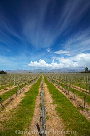 agricultural;agriculture;Blenheim;country;countryside;crop;crops;cultivation;farm;farming;farmland;farms;field;fields;grape;grapes;grapevine;horticulture;Marlborough;Marlborough-Vineyard;Marlborough-Vineyards;Marlborough-Wine;Marlborough-Wines;N.Z.;Nautilus-Estate;Nautilus-Estates;Nautilus-Vineyard;Nautilus-Vineyards;Nautilus-Winery;Nautilus-Winerys;New-Zealand;NZ;Opawa-Vineyard;Opawa-Vineyards;Rapaura-Rd;Rapaura-Road;Renwick;row;rows;rural;S.I.;SI;South-Is;South-Island;Sth-Is;vine;vines;vineyard;vineyards;vintage;wineries;winery