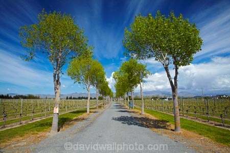 agricultural;agriculture;avenue;avenues;Blenheim;country;countryside;crop;crops;cultivation;driveway;driveways;farm;farming;farmland;farms;field;fields;grape;grapes;grapevine;Greer-Vineyard-Services;horticulture;Marlborough;Marlborough-Vineyard;Marlborough-Vineyards;Marlborough-Wine;Marlborough-Wines;N.Z.;New-Zealand;NZ;Rapaura-Rd;Rapaura-Road;Renwick;row;rows;rural;S.I.;SI;South-Is;South-Island;Sth-Is;vine;vines;vineyard;vineyards;vintage;wineries;winery