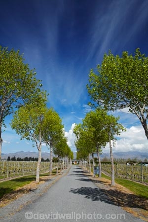 agricultural;agriculture;avenue;avenues;Blenheim;country;countryside;crop;crops;cultivation;driveway;driveways;farm;farming;farmland;farms;field;fields;grape;grapes;grapevine;Greer-Vineyard-Services;horticulture;Marlborough;Marlborough-Vineyard;Marlborough-Vineyards;Marlborough-Wine;Marlborough-Wines;N.Z.;New-Zealand;NZ;Rapaura-Rd;Rapaura-Road;Renwick;row;rows;rural;S.I.;SI;South-Is;South-Island;Sth-Is;vine;vines;vineyard;vineyards;vintage;wineries;winery