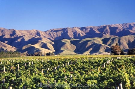 crop;crops;cultivation;farm;farming;farms;field;fields;grape;grapes;grapevine;horticulture;row;rows;rural;vine;vines;vineyard;vineyards;vintage;wine;wineries;winery;wines