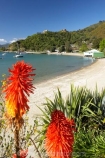 kniphofia;Marlborough;Marlborough-Sounds;New-Zealand;Picton;Queen-Charlotte-Sound;red-hot-pokers;South-Island;Waikawa;Waikawa-Bay