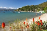kniphofia;Marlborough;Marlborough-Sounds;New-Zealand;Picton;Queen-Charlotte-Sound;red-hot-pokers;South-Island;Waikawa;Waikawa-Bay