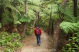 beautiful;beauty;bush;endemic;fern;ferns;forest;forests;green;hike;hiker;hikers;hiking;Marlborough;Marlborough-Sounds;native;native-bush;natives;natural;nature;New-Zealand;ponga;pongas;punga;pungas;Queen-Charlotte-Track;scene;scenic;South-Island;track;tracks;tramp;tramper;trampers;tramping;tree;tree-fern;tree-ferns;trees;trek;treker;trekers;treking;trekker;trekkers;trekking;walk;walker;walkers;walking;walking-track;walking-tracks