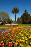 Blenheim;bloom;blooming;blooms;blossom;blossoming;blossoms;flower;flower-beds;flower-garden;flower-gardens;flowers;fresh;grow;growth;Marlborough;N.Z.;New-Zealand;NZ;orange;palm;palm-tree;palm-trees;palms;park;parks;renew;S.I.;season;seasonal;seasons;Seymore-Sq;Seymore-Square;Seymour-Square;SI;South-Is;South-Is.;South-Island;spring;spring-time;spring_time;springtime;Sth-Is;yellow