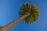 Blenheim;Marlborough;N.Z.;New-Zealand;NZ;palm;palm-tree;palm-trees;palms;S.I.;Seymour-Square;SI;South-Is;South-Island;Sth-Is