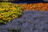 Blenheim;bloom;blooming;blooms;blossom;blossoming;blossoms;Botanic-Garden;Botanic-Gardens;Botanical-Garden;Botanical-Gardens;floral;flower;flower-beds;flower-garden;flower-gardens;flowers;fresh;grow;growth;lilac;Marlborough;mauve;N.Z.;New-Zealand;NZ;orange;park;parks;Pollard-Park;purple;renew;S.I.;season;seasonal;seasons;SI;South-Is;South-Is.;South-Island;spring;spring-time;spring_time;springtime;Sth-Is;violet;yellow-flowers