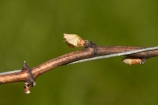 agricultural;agriculture;Blenheim;budding;buds;country;countryside;crop;crops;cultivation;farm;farming;farmland;farms;field;fields;grape;grapes;grapevine;Highfield-Vineyard;Highfield-Winery;horticulture;Marlborough;N.Z.;New-Zealand;NZ;rural;S.I.;SI;South-Is;South-Island;spring;Sth-Is;vine;vines;vineyard;vineyards;vintage;wine;wineries;winery;wines