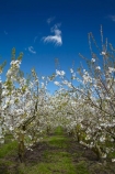Blenheim;bloom;blooming;blooms;blossom;blossoming;blossoms;country;countryside;crop;crops;farm;farming;farmland;farms;field;flower;flowering;flowers;fresh;fruit;fruit-tree;fruit-trees;grow;growth;horticulture;Marlborough;N.Z.;New-Zealand;NZ;orchard;orchards;renew;row;rows;rural;S.I.;season;seasonal;seasons;SI;South-Is;South-Is.;South-Island;spring;Spring-blossom;spring-time;spring_time;springtime;Sth-Is;tree;trees;Westwood-Orchard